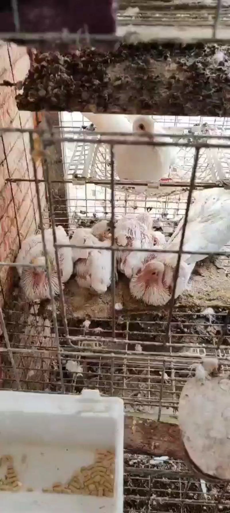 鸽