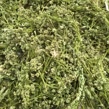 夜合米正品合欢米量大从优产地直销一手货源