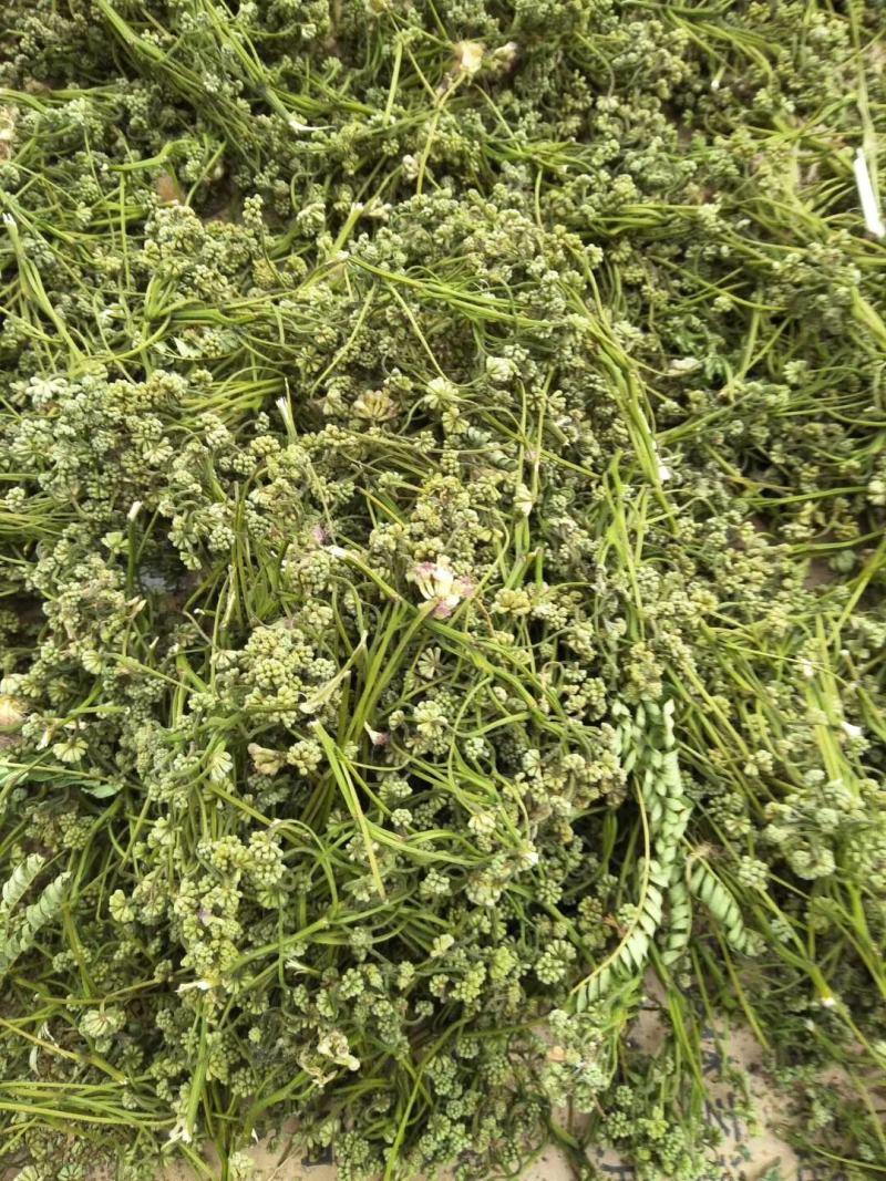 夜合米正品合欢米量大从优产地直销一手货源