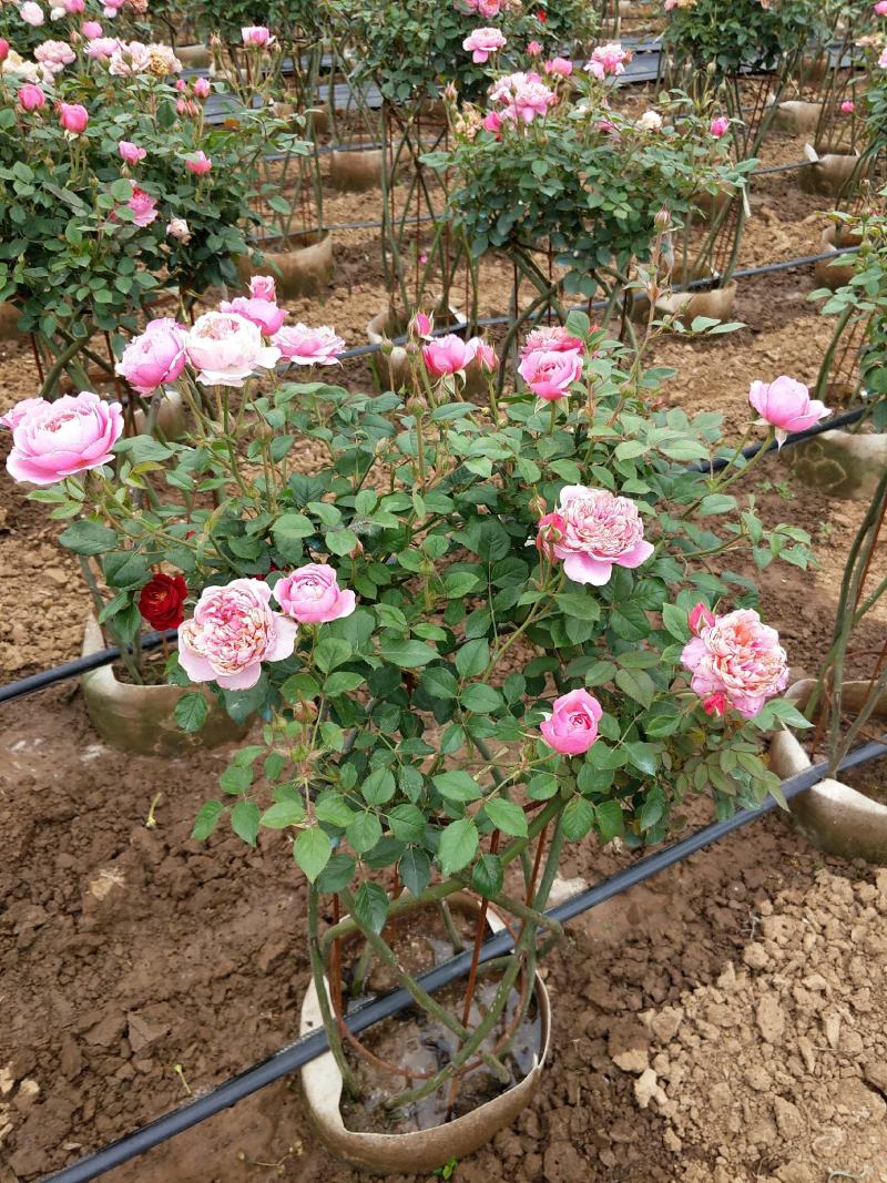 造型月季月季花篮藤本月季藤本造型月季基地