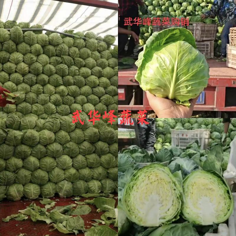 【推荐】山西绿甘蓝圆包菜新货上市可散装袋装保证质量