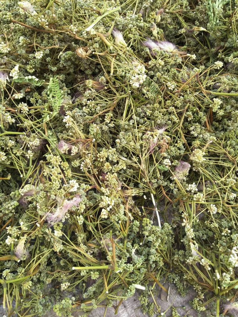 夜合米正品合欢米量大从优产地直销一手货源