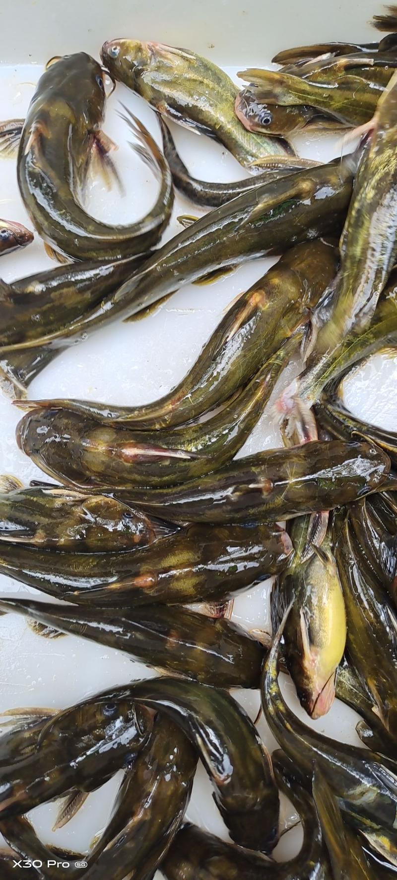 钢针鱼黄辣丁常年有货需要的联系了