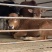 牛犊肉牛犊改良黄牛鲁西黄牛小黄牛全国包送到家
