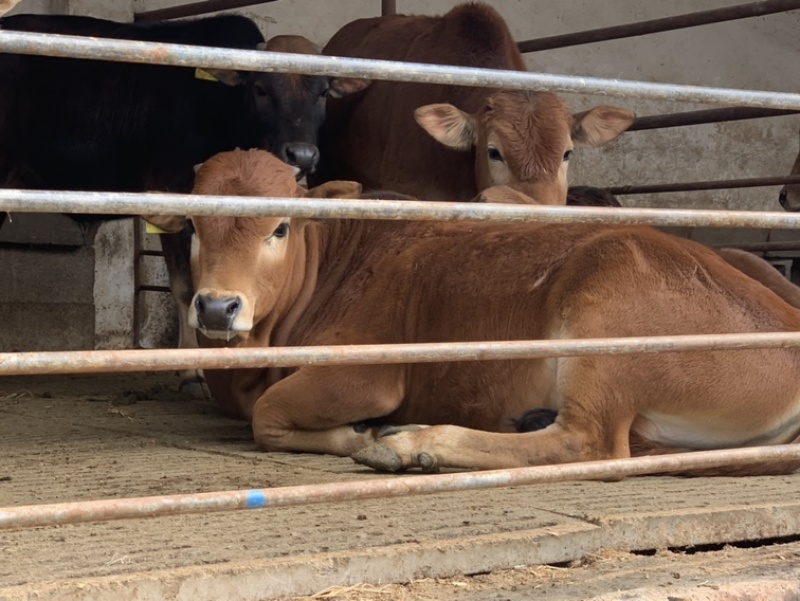 牛犊肉牛犊改良黄牛鲁西黄牛小黄牛全国包送到家