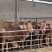 牛犊肉牛犊改良黄牛鲁西黄牛小黄牛全国包送到家