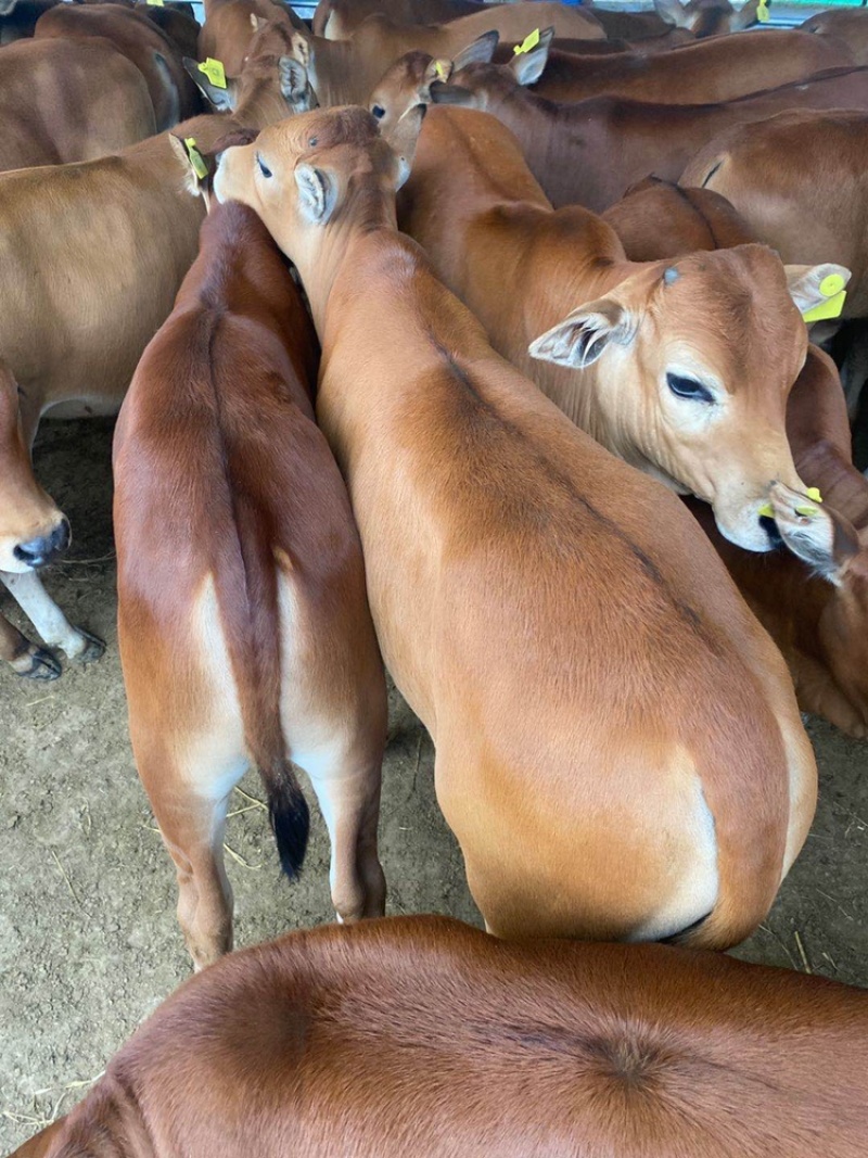 牛犊肉牛犊改良黄牛鲁西黄牛小黄牛全国包送到家
