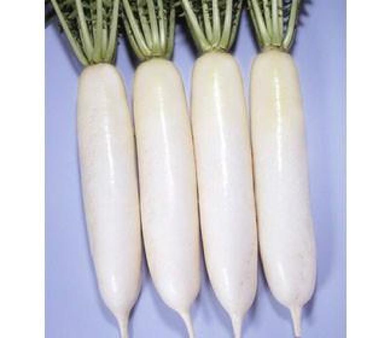 白萝卜，邯郸市萝卜基地，可水洗，基地供应，量大价优