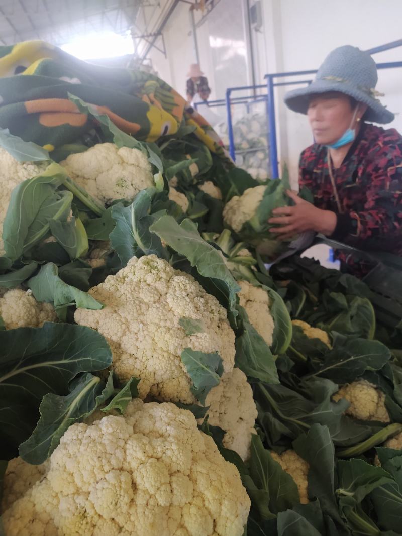 精品有机花量大优惠！产地直销，货源足，发往全国。