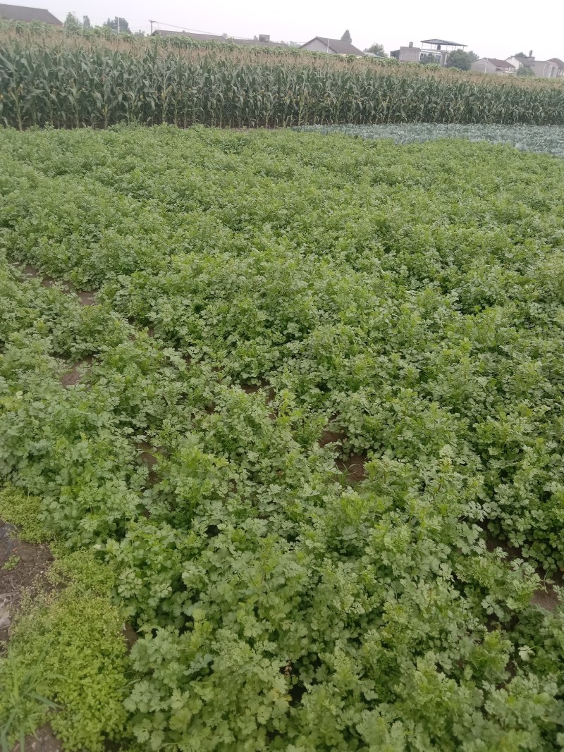 大量出售香菜
