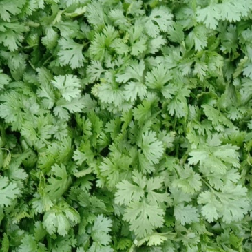 大量出售香菜