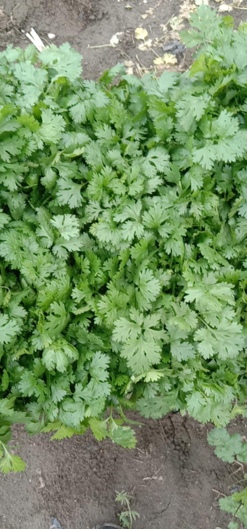 大量出售香菜