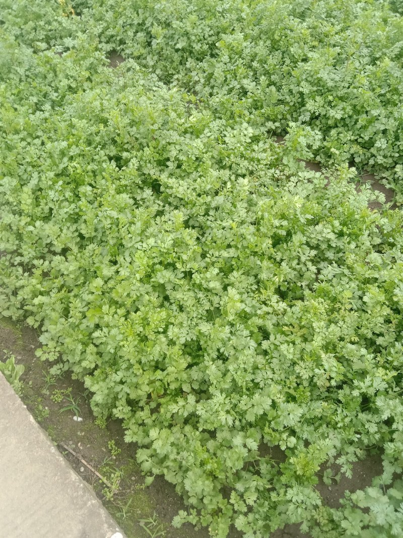 大量出售香菜