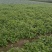 大量出售香菜