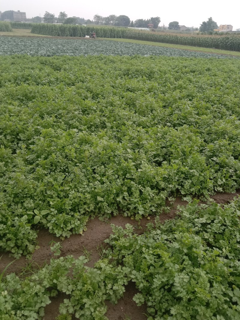 大量出售香菜