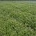 大量出售香菜