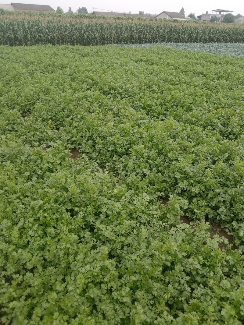 大量出售香菜