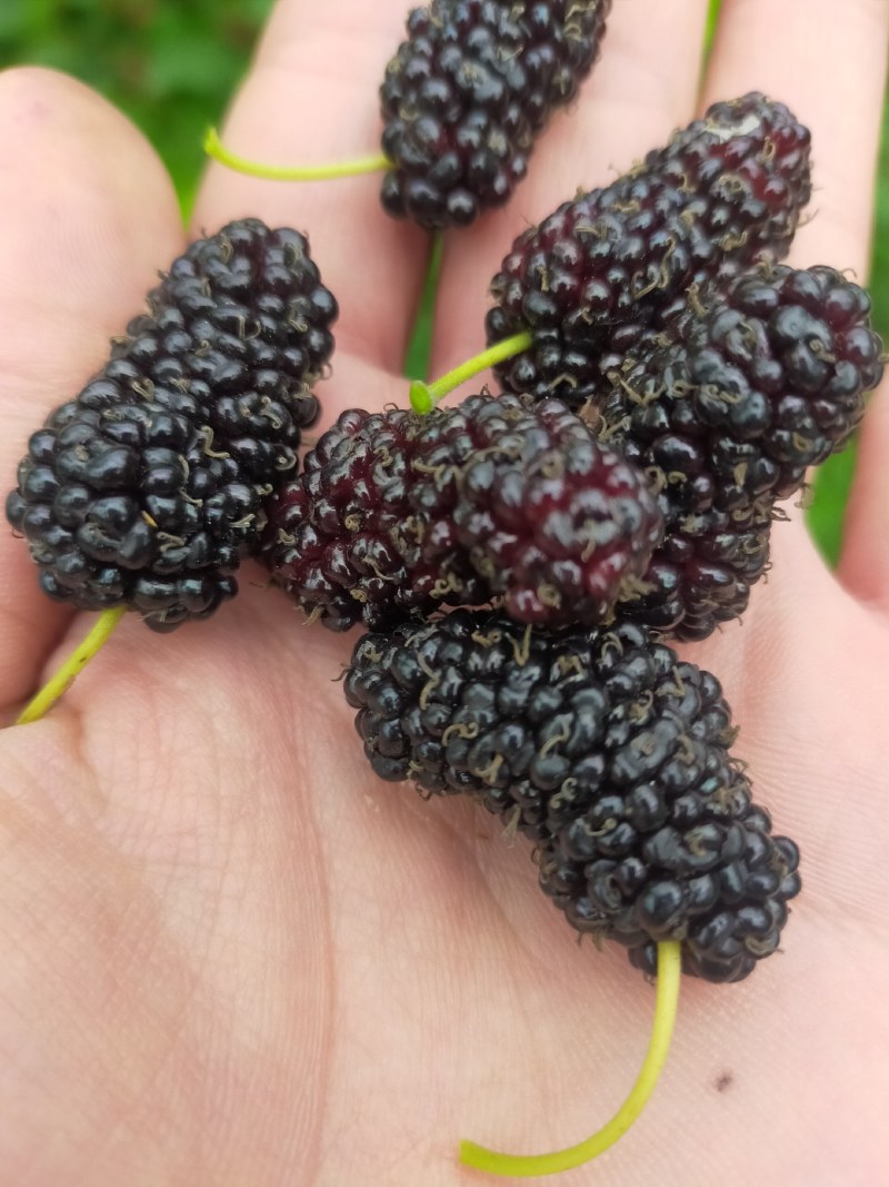 桑蚕果大量上市新鲜桑蚕果