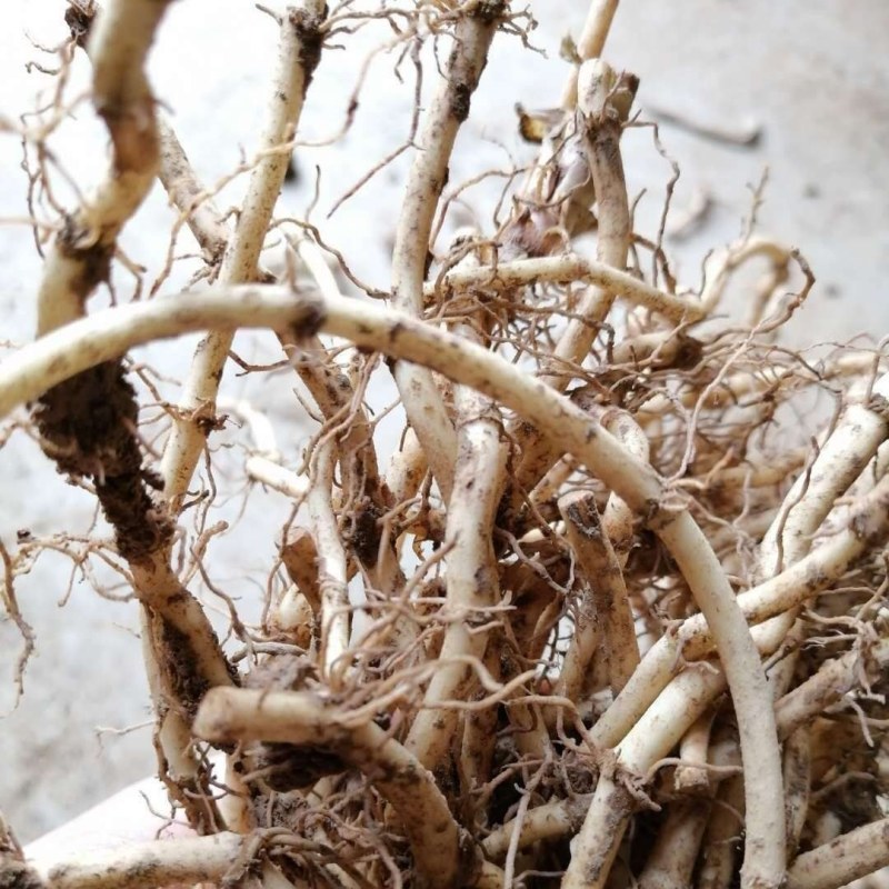 桑蚕果大量上市新鲜桑蚕果