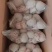 肚包肉，羊肚包纯羊肉网红产品，质量好，价格优