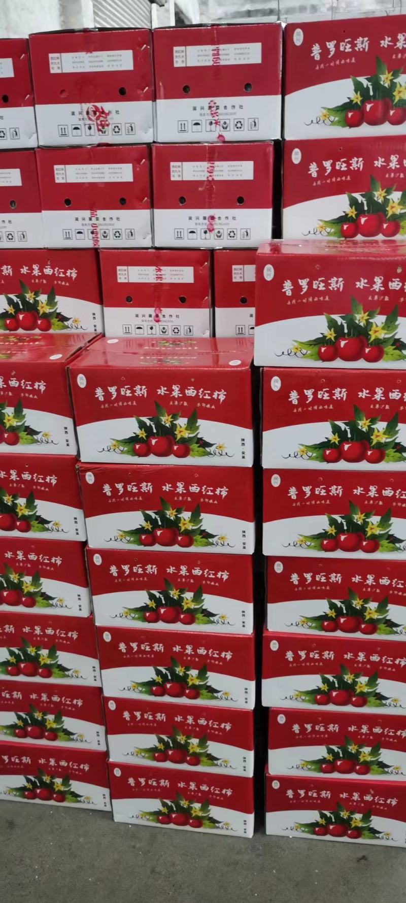 普罗旺斯水果西红柿，产地货源，口感好新鲜现摘一件代发