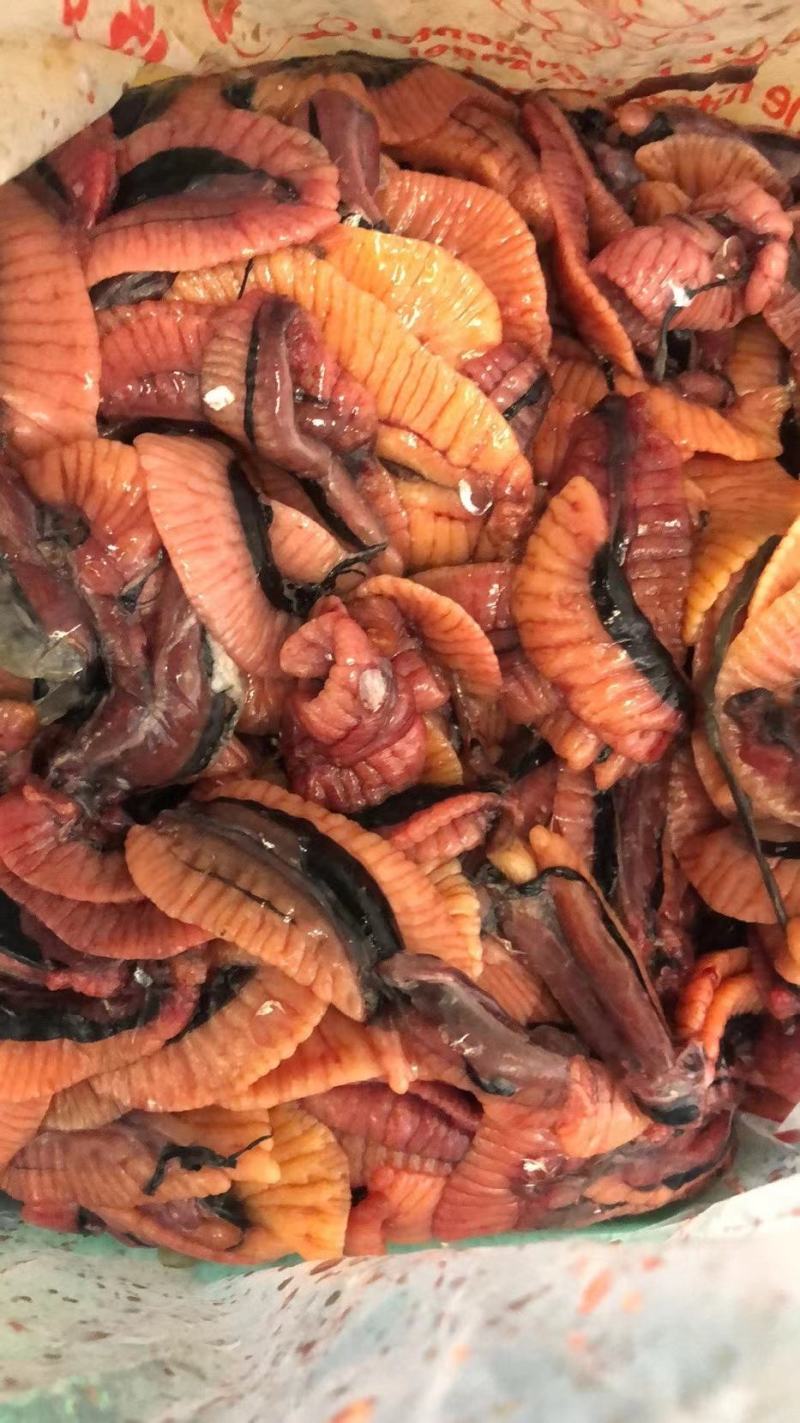 新鲜黄鱼，黄鱼籽，饲料黄鱼