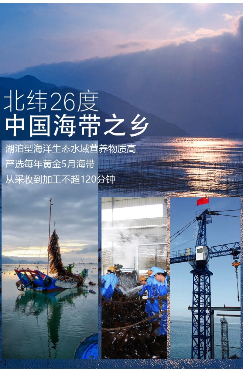 海带之乡霞浦/盐渍海带苗/火锅必备/可定制规格