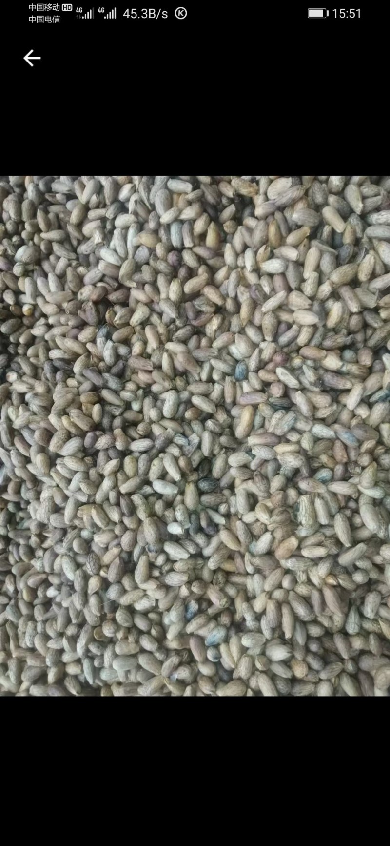 青刺果