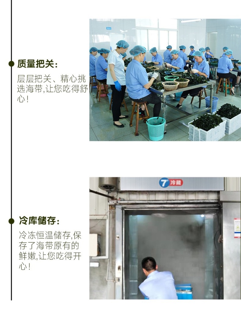 海带之乡霞浦/盐渍海带丝/养殖户直发/商家必备/可定制