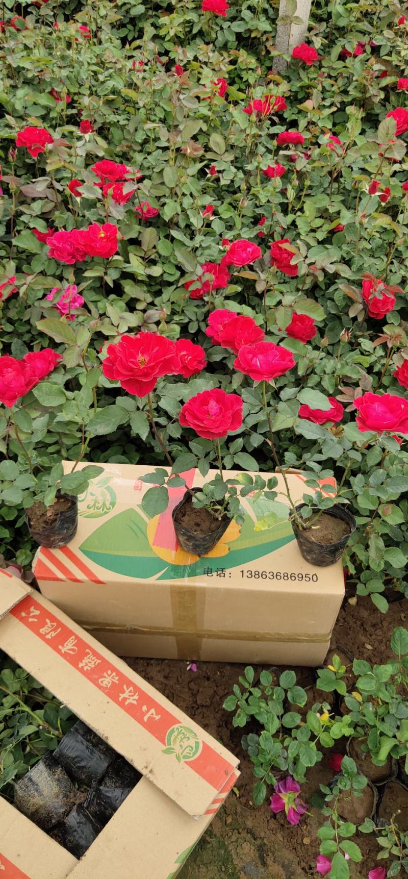 月季，混色月季，品种月季，品种多质量优，价格便宜