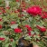 月季，混色月季，品种月季，品种多质量优，价格便宜