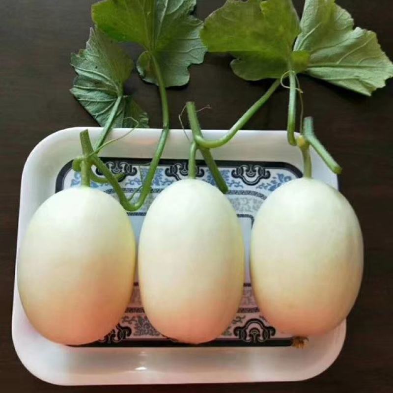 脆梨甜瓜，糖度不到18不要钱！口感脆