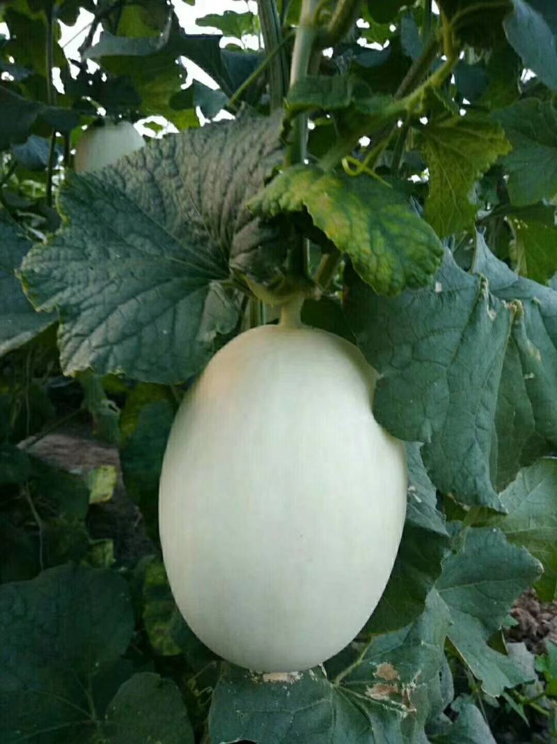 脆梨甜瓜，糖度不到18不要钱！口感脆