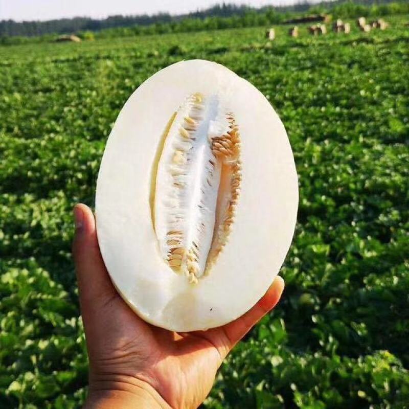 脆梨甜瓜，糖度不到18不要钱！口感脆