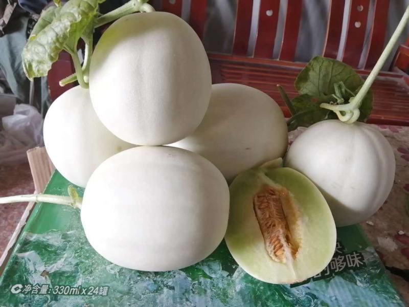 脆梨甜瓜，糖度不到18不要钱！口感脆