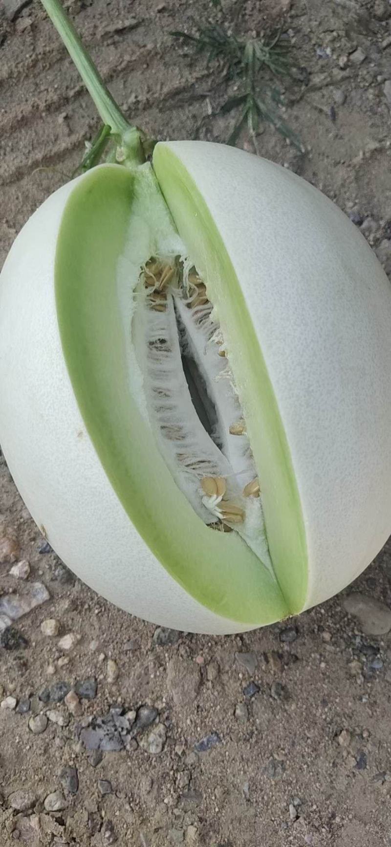 脆梨甜瓜，糖度不到18不要钱！口感脆