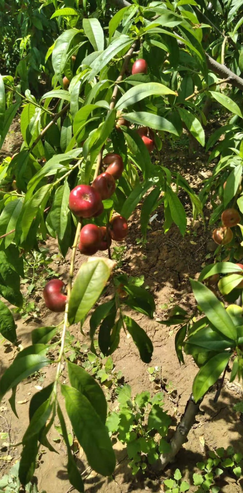 陕西精品硬油蟠桃大量上市，口感脆甜，一手货源，基地直供！