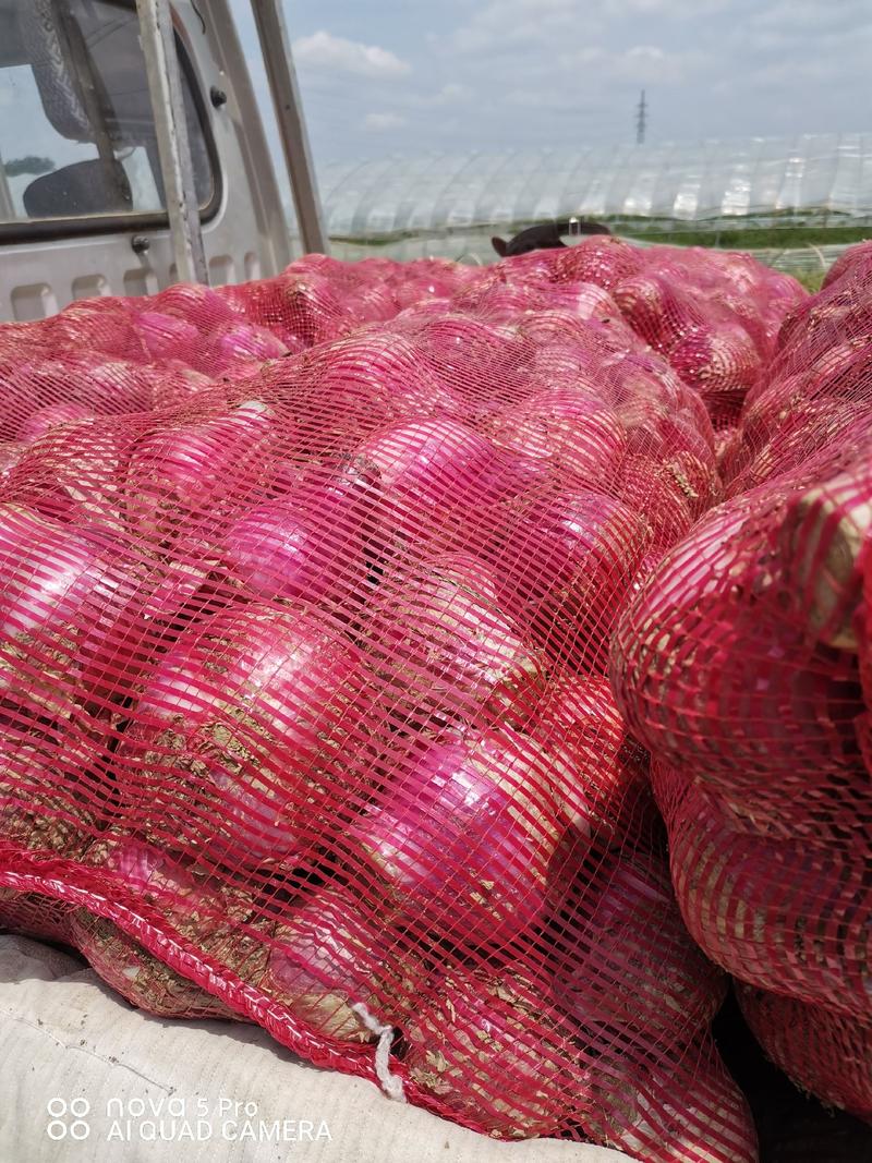 《精品》露天洋葱，大面积种植，二红洋葱紫皮洋葱代发全国。