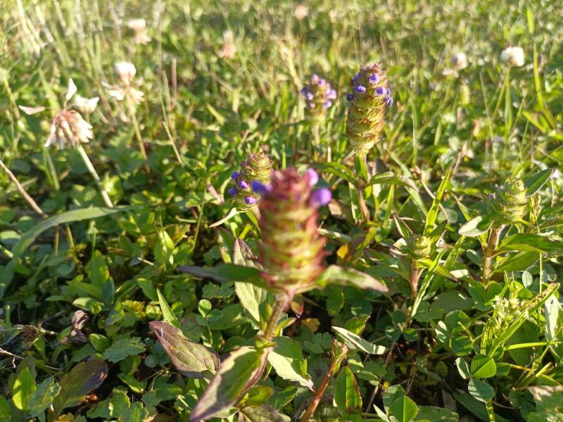 【夏枯草】精选夏枯草球贵州山地选摘自然晒干全国包邮
