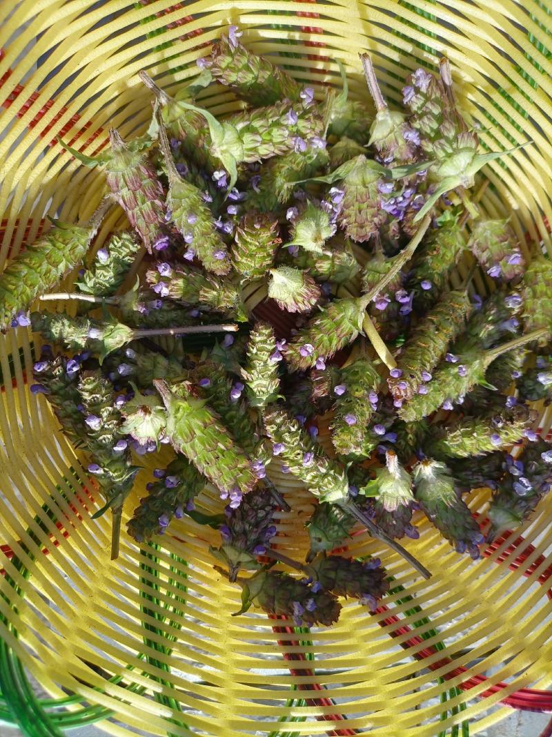 【夏枯草】精选夏枯草球贵州山地选摘自然晒干全国包邮