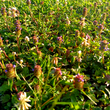 【夏枯草】精选夏枯草球贵州山地选摘自然晒干全国包邮