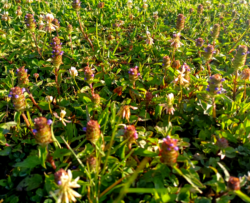 【夏枯草】精选夏枯草球贵州山地选摘自然晒干全国包邮