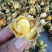 野生金茶花