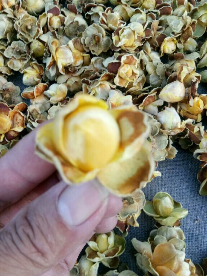 野生金茶花