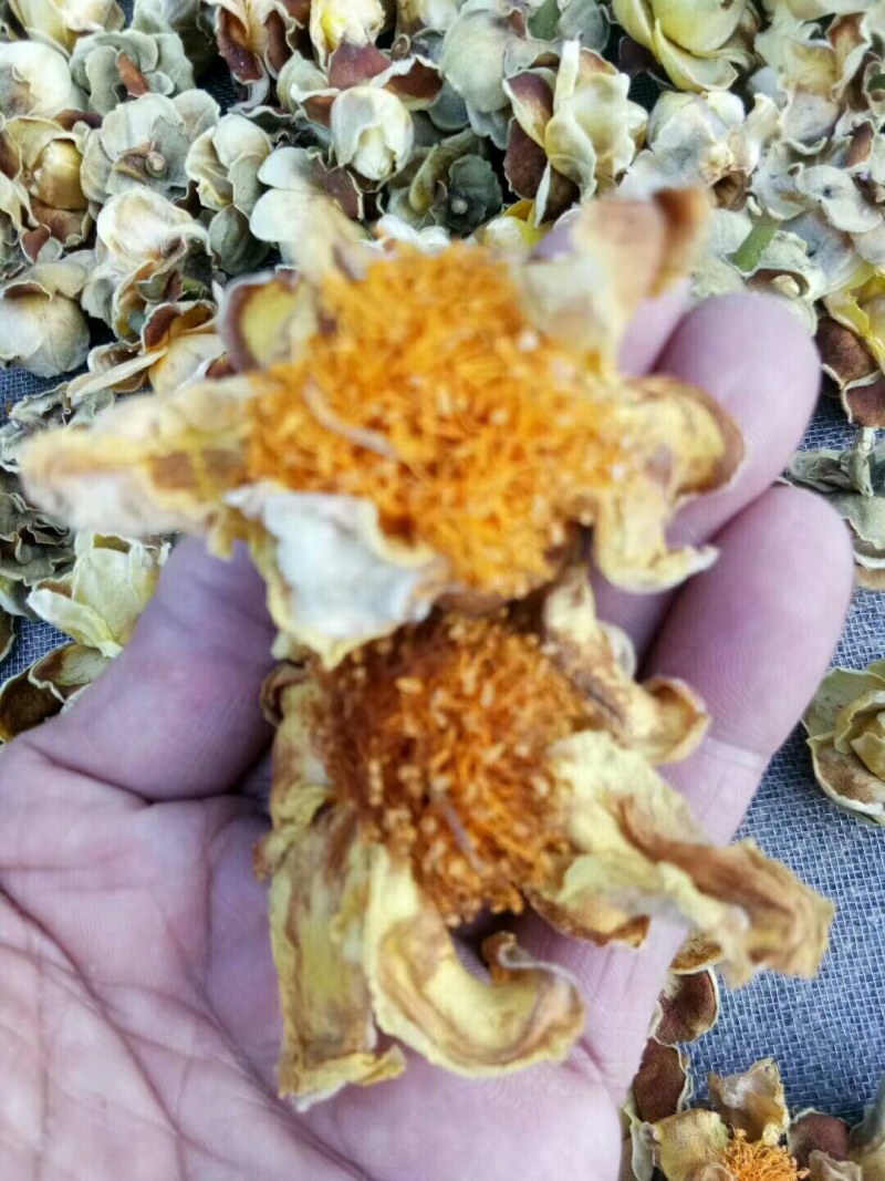 野生金茶花