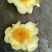 野生金茶花
