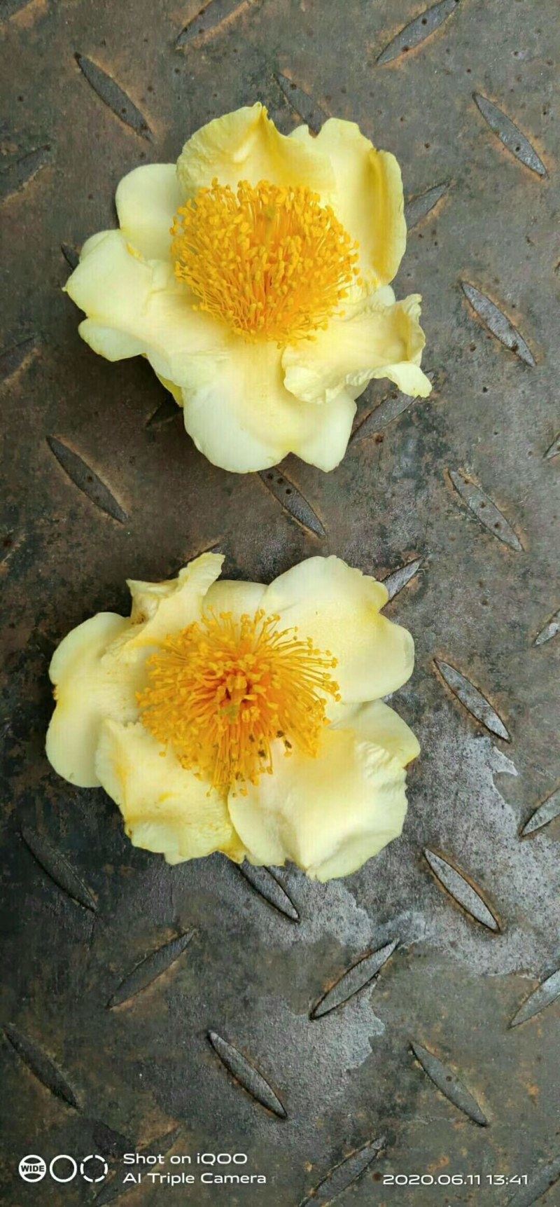 野生金茶花