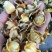 野生金茶花