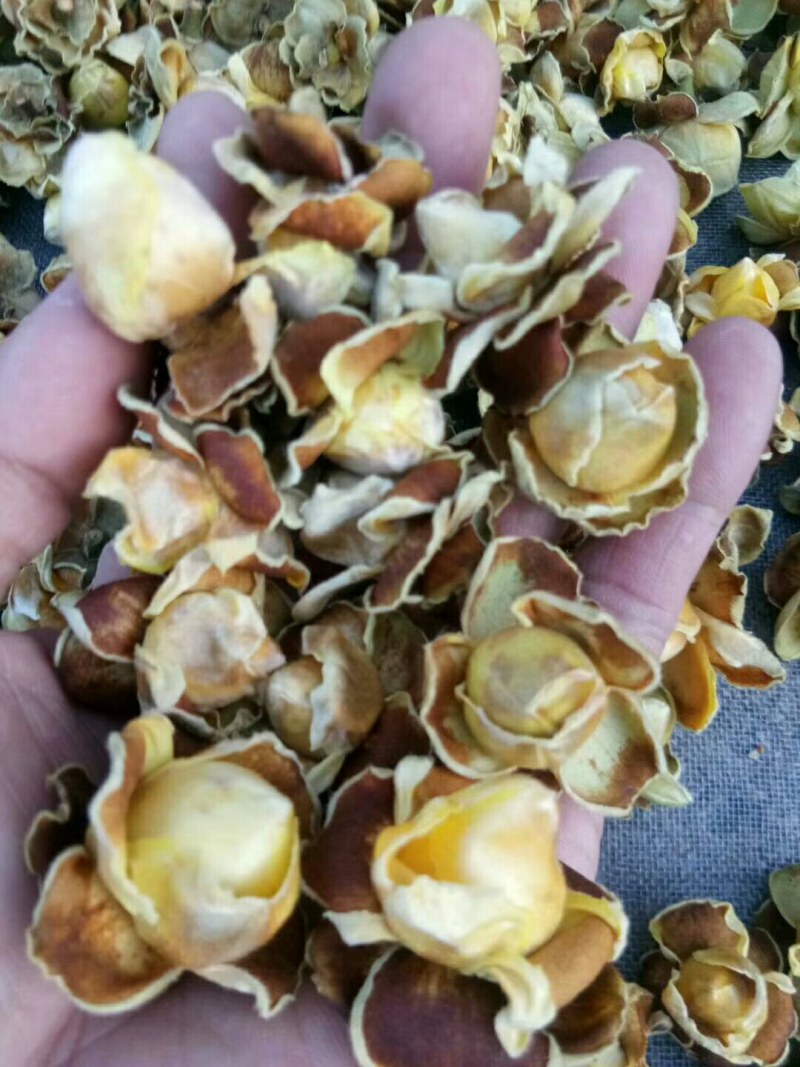 野生金茶花