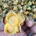 野生金茶花